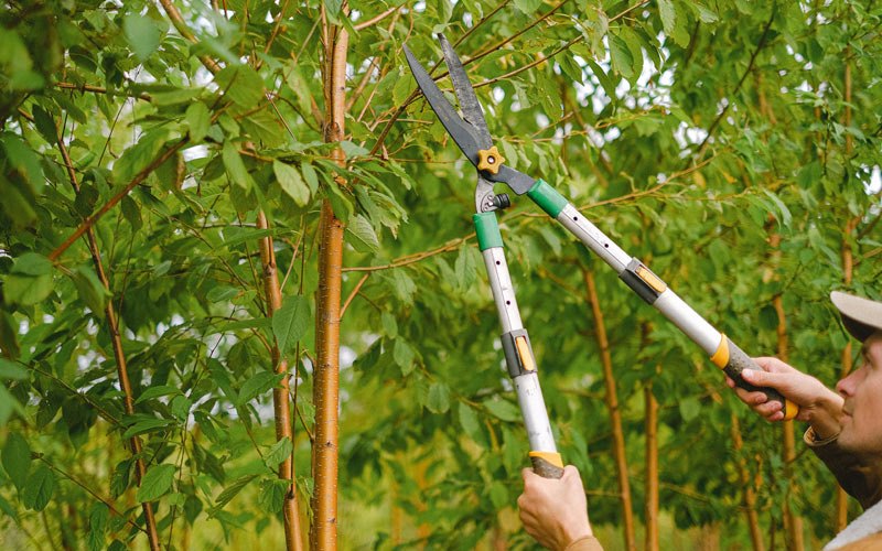 Tree trimming in Crookston, NE